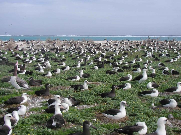 albatross-nesting-725x544_Public_Domain_Free_Download